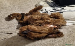 Cockapoo dogs for sale: Gorgeous female Cockerpoo - Image 4