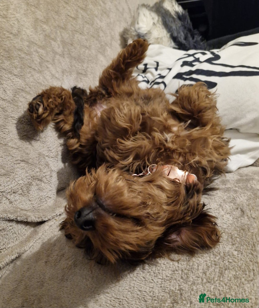 Cockapoo dogs for sale: Gorgeous female Cockerpoo - Image 4