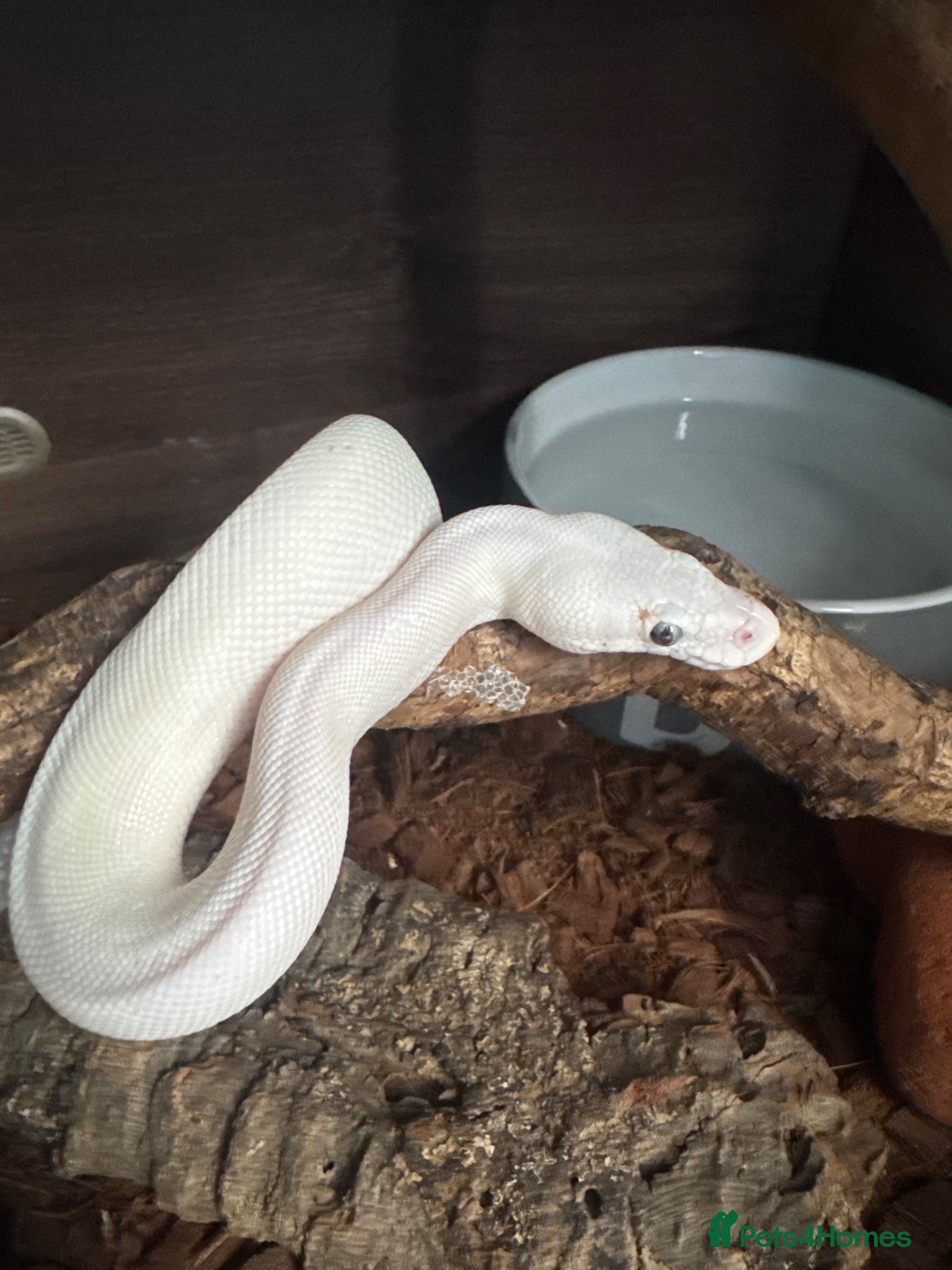 Python Snake reptiles Beautiful royal pythons/ - Advert 1