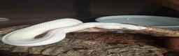 Python Snake reptiles for sale: Beautiful royal pythons/ - Advert 1