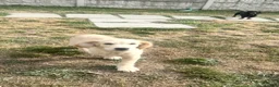Golden Retriever dogs for sale: Beautiful golden retiver boy - Advert 14