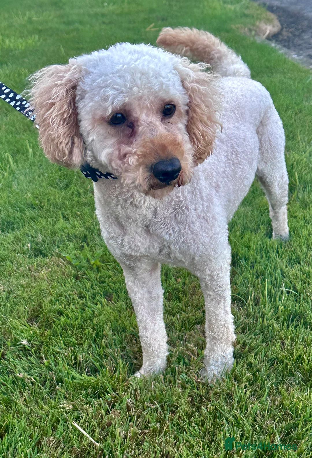 Mini Goldendoodle dogs for sale: Lovely Golden doodle puppies ready now  - Advert 2