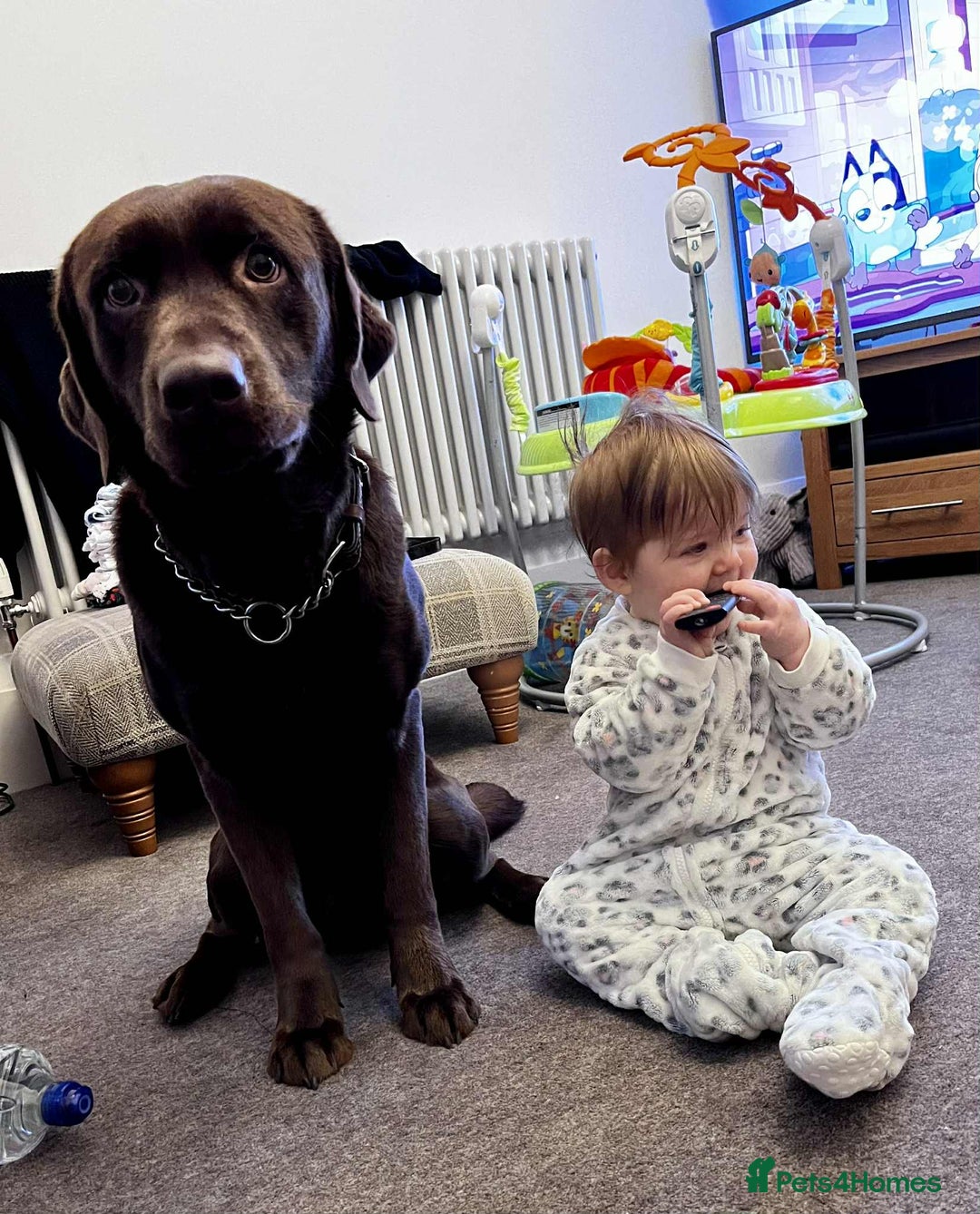 Labrador Retriever dogs for sale: 4year old Chocolate Labrador for sale  - Advert 5
