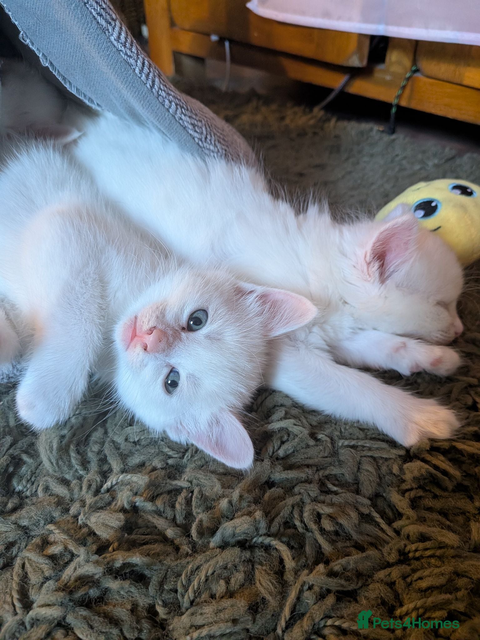 Mixed Breed cats 2 white boys remaining - Advert 1