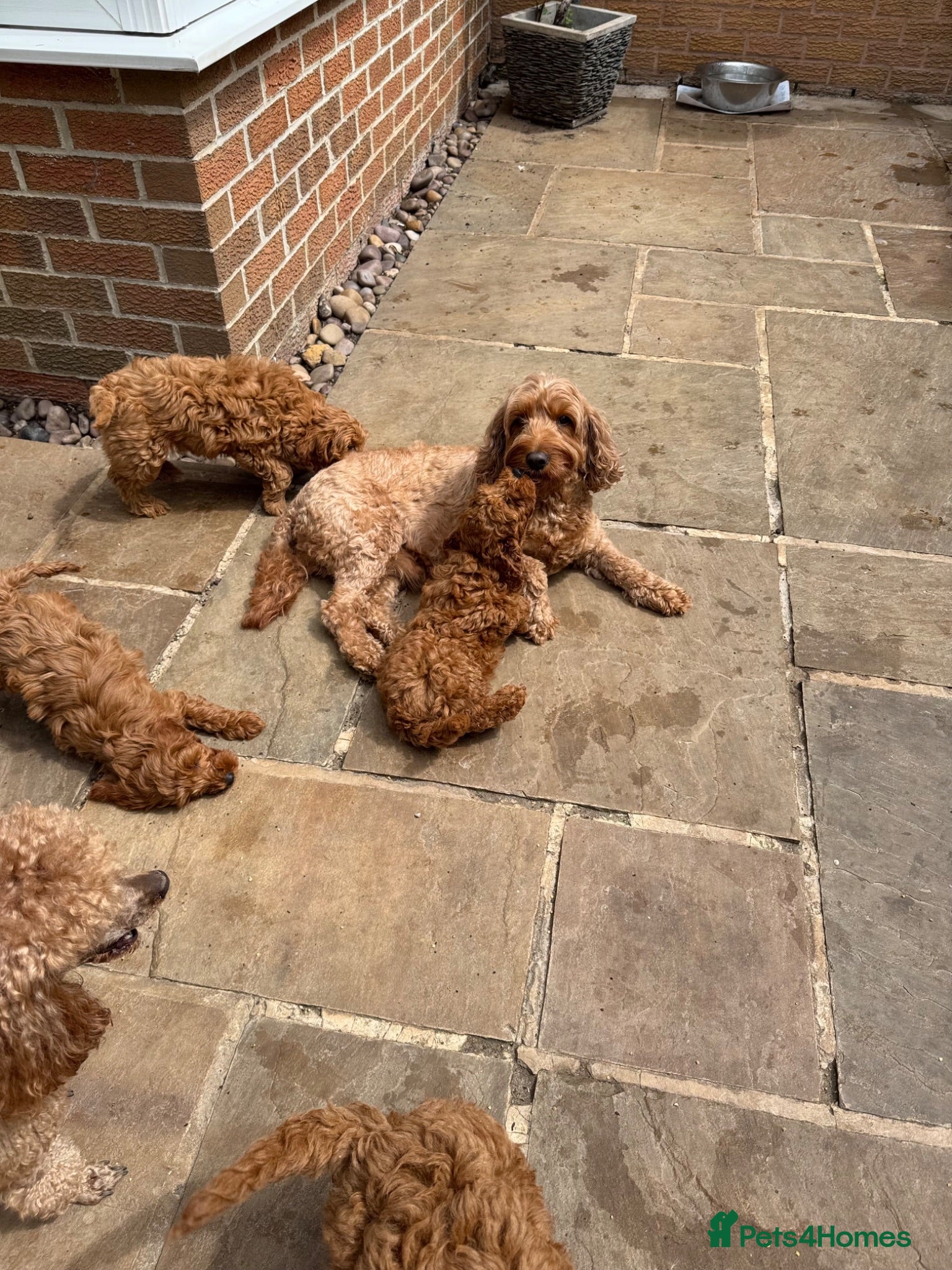 Cavapoo dogs Ready to leave, DNA HEALTH TESTED PARENTS. - Advert 1
