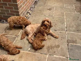 Cavapoo dogs Ready to leave, DNA HEALTH TESTED PARENTS. - Advert 1