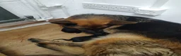 Mixed Breed dogs for sale: German Shepherd - Collie puppies - Advert 8