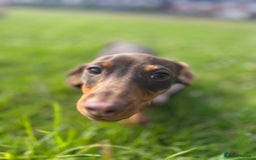 Dachshund dogs for sale: Miniature sausage dog - Image 3