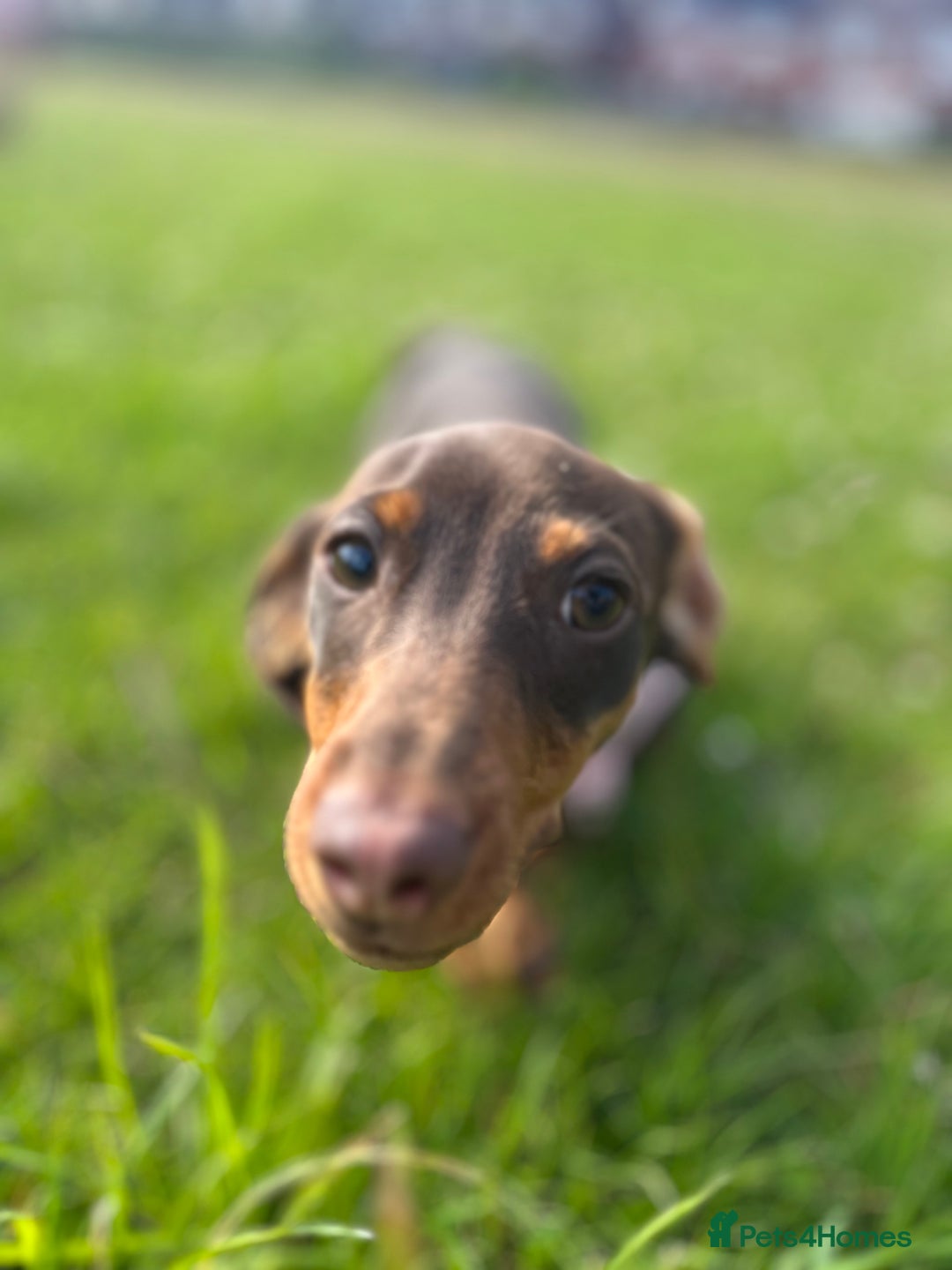 Dachshund dogs for sale: Miniature sausage dog - Image 3