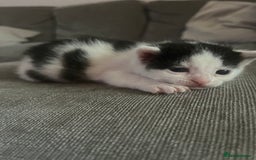 British Shorthair cats for sale: 4 adorable girl kittens  - Image 6