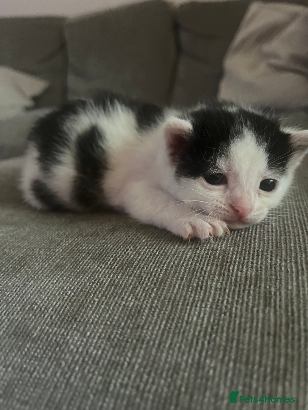 British Shorthair cats for sale: 4 adorable girl kittens  - Image 6