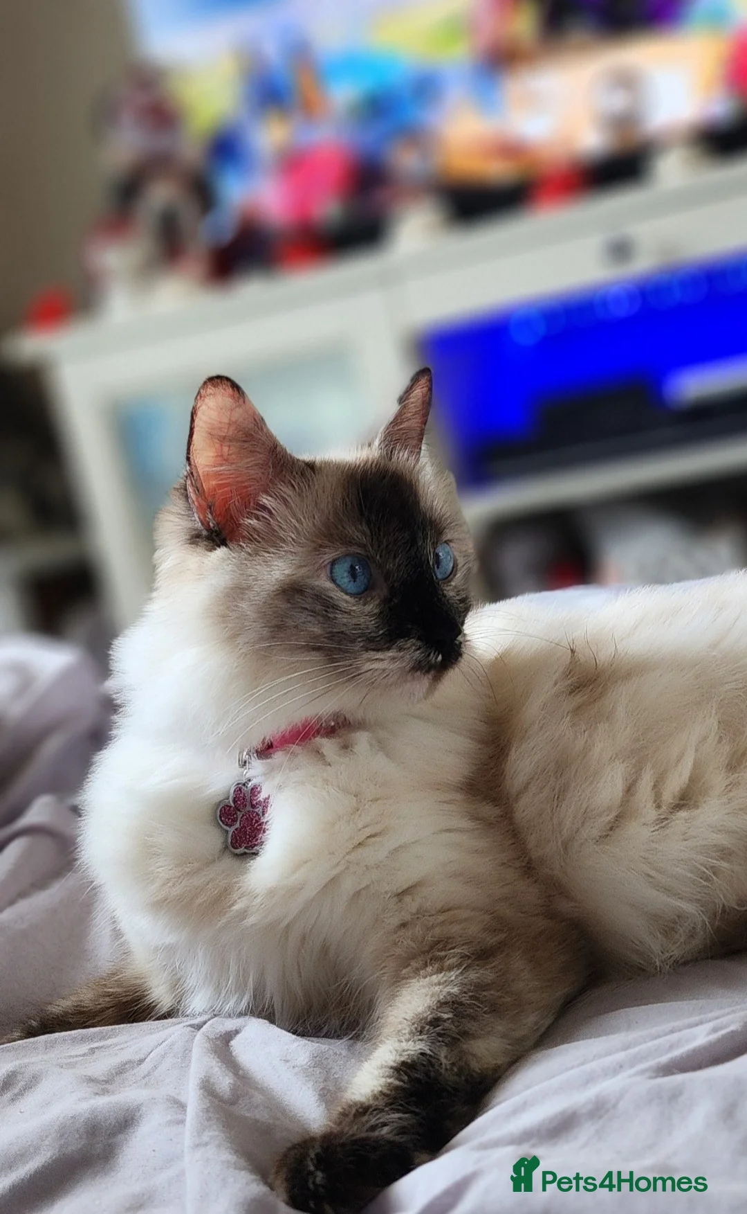 Ragdoll cats for sale: Female Tortie Ragdoll cat - Advert 3