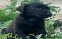 Labrador Retriever dogs for sale: Stunning labrador pups  - Image 8