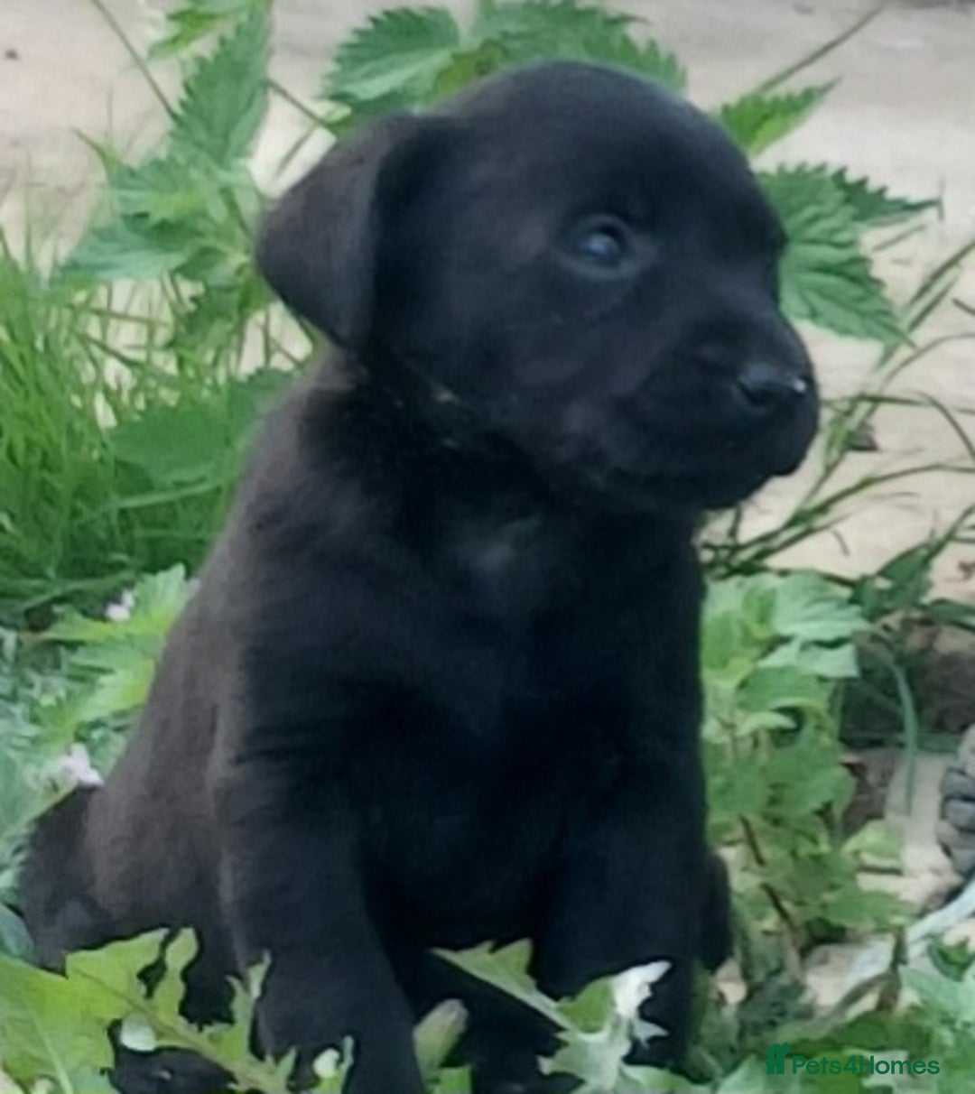 Labrador Retriever dogs for sale: Stunning labrador pups  - Image 8