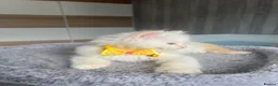 Ragdoll cats for sale: Pedigree Ragdoll kittens  - Advert 7