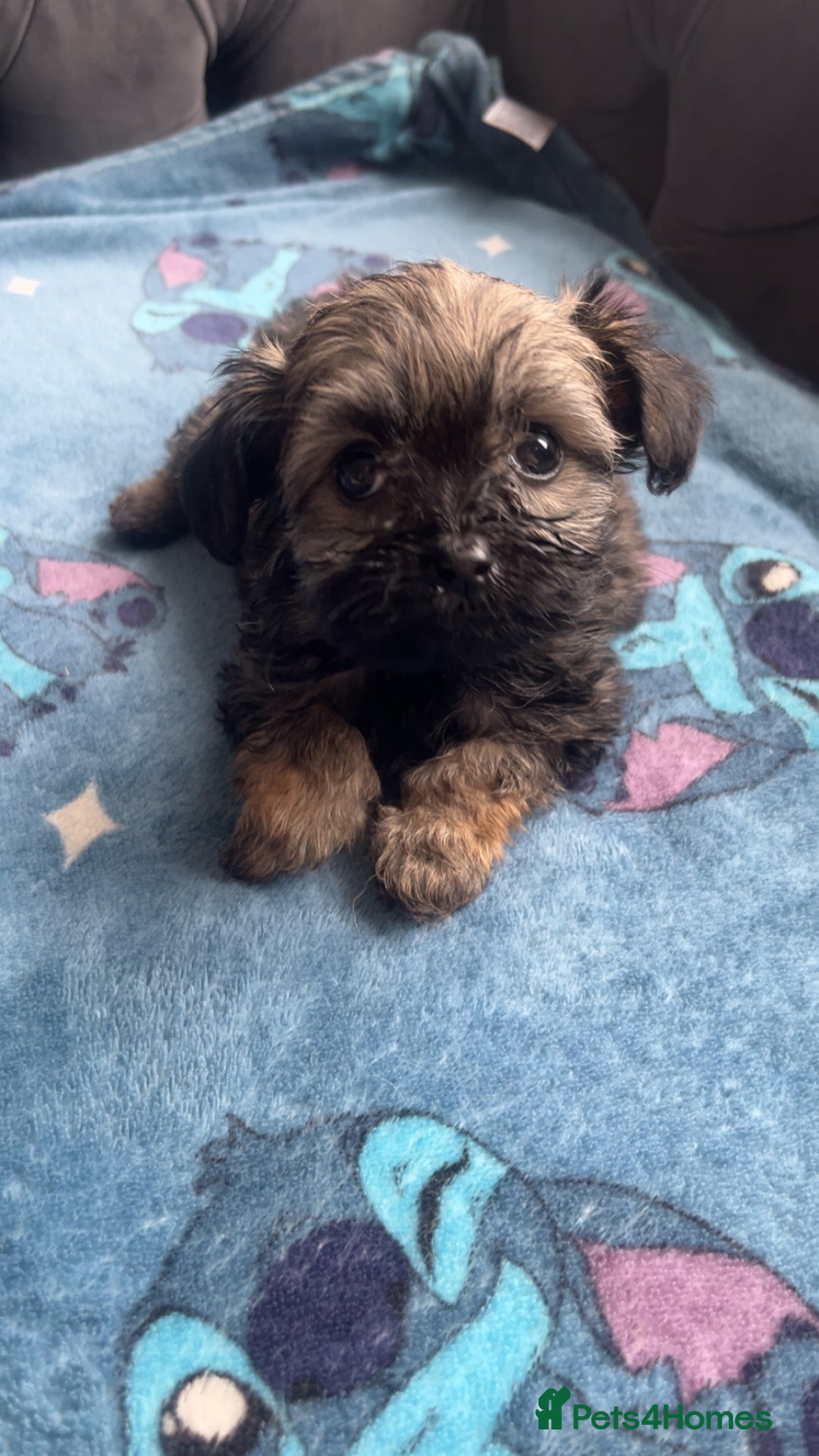 Shihpoo dogs for sale: Beautiful ship-poo - Image 5
