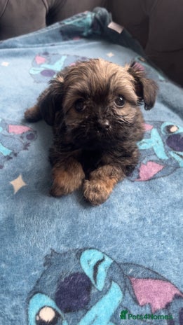Shihpoo dogs - Advert 4