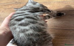 Bengal cats for sale: bengal kittens - Image 12