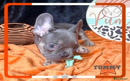 French Bulldog dogs for sale: Hello Pumpkin KC Frenchie Bulldogs A* Ready Soon! - Image 24