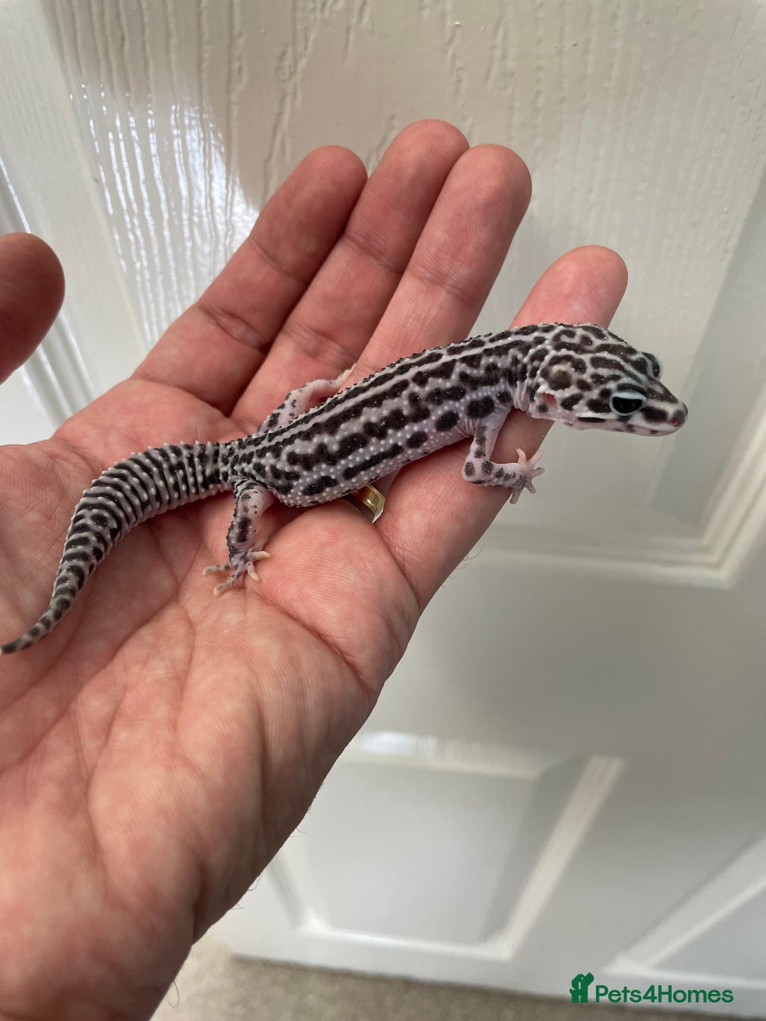 Leopard Gecko reptiles for sale: CB25 Supper Mac Snow Leopard Geckos available  - Image 2