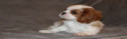 Cavalier King Charles Spaniel dogs for sale: Heart and health tested, KC registered. - Advert 6