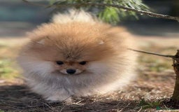 Pomeranian dogs for sale: Best Baby is looking for the most wonderful home  - Image 2