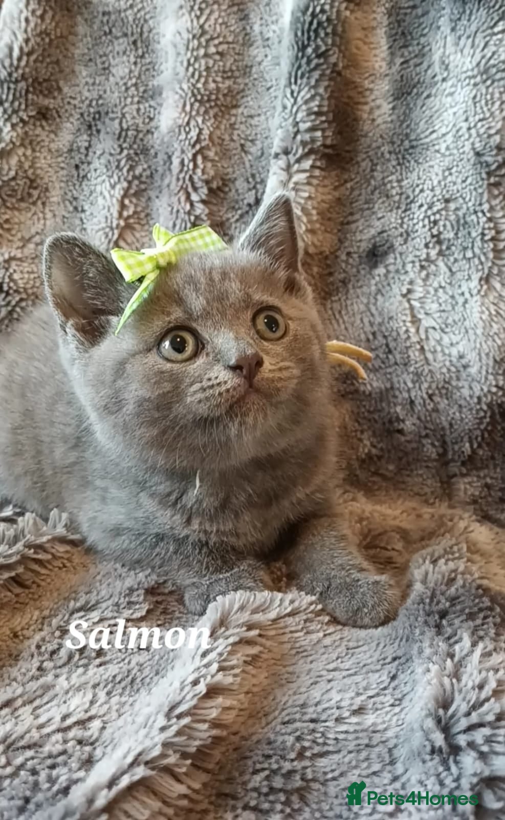 British Shorthair cats Pure British shorthair princesses (GCCF) - Advert 11