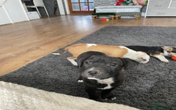 Mixed Breed dogs for sale: Terrier cross puppies for sale.  - Image 14