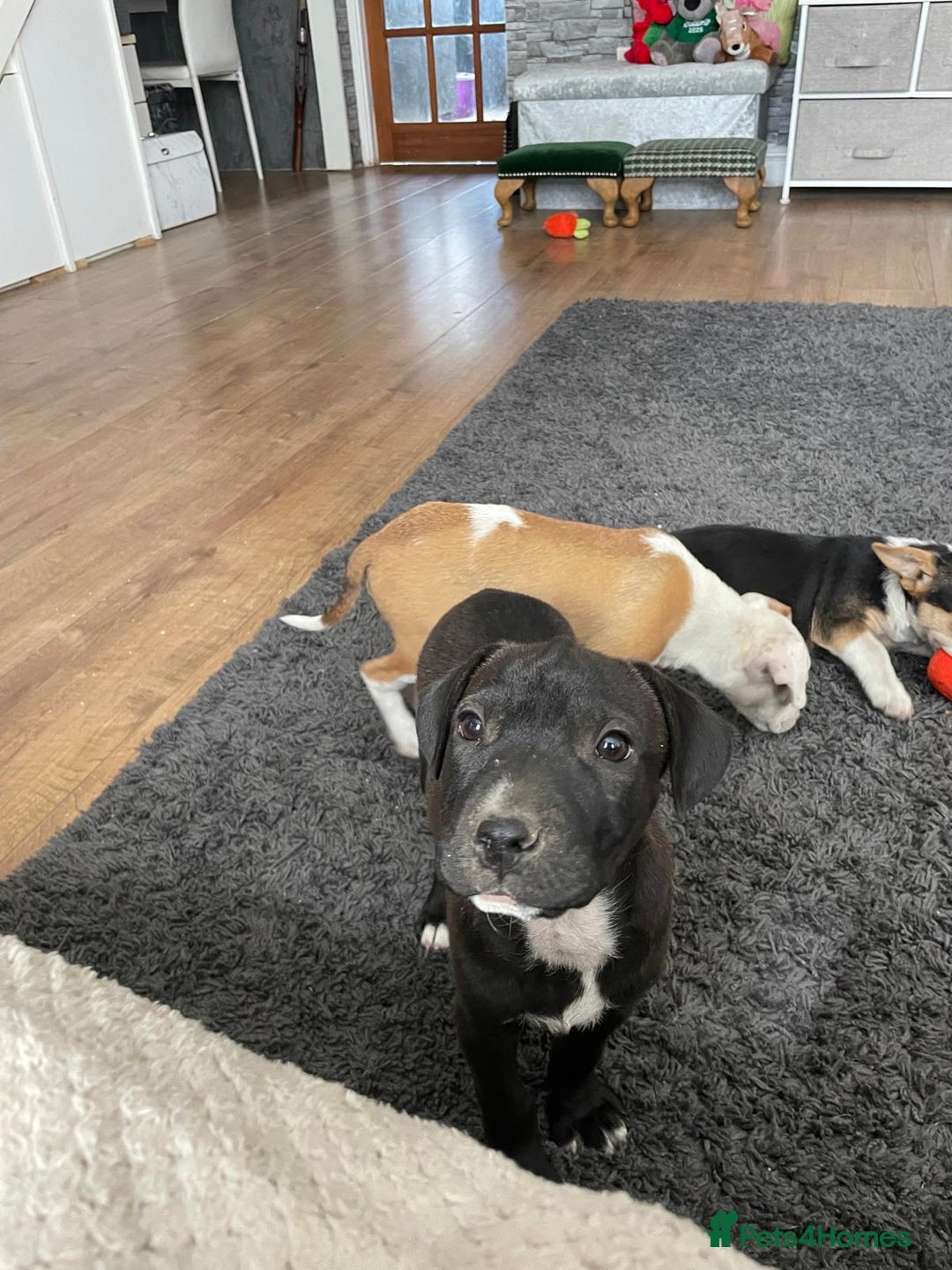 Mixed Breed dogs for sale: Terrier cross puppies for sale.  - Image 14