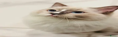 Ragdoll 2
