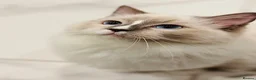 Ragdoll cats for sale: 🩵✨ STUNNING GCCF REGISTERED RAGDOLL GIRLS - Advert 8