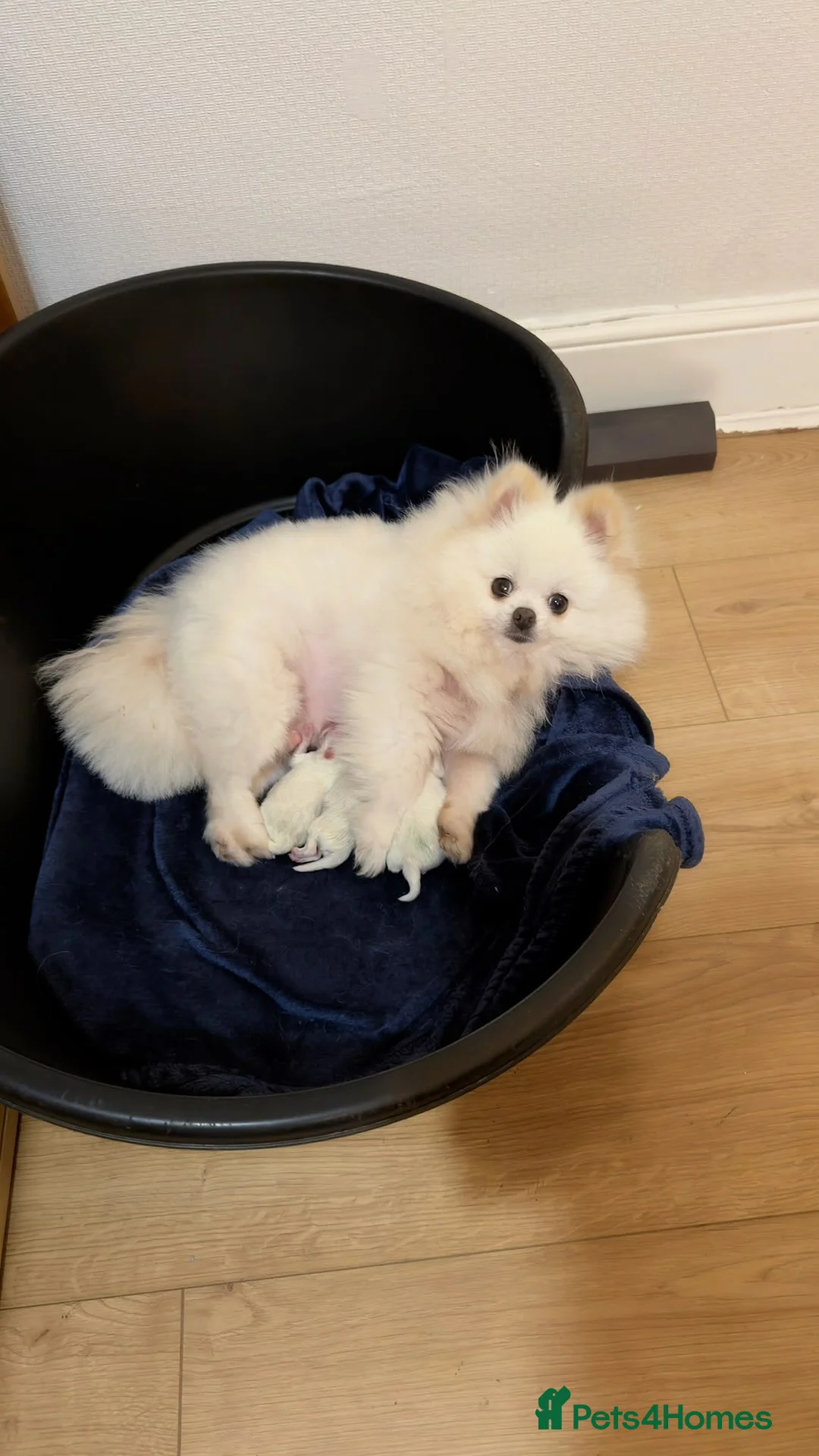 Pomeranian dogs for sale: Stunning White Pom Boy For Sale! 🐾 in London - Advert 1