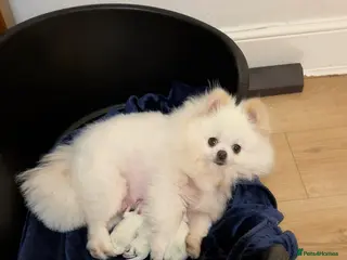 Pomeranian dogs Stunning White Pom Boy For Sale! 🐾 - Advert 4
