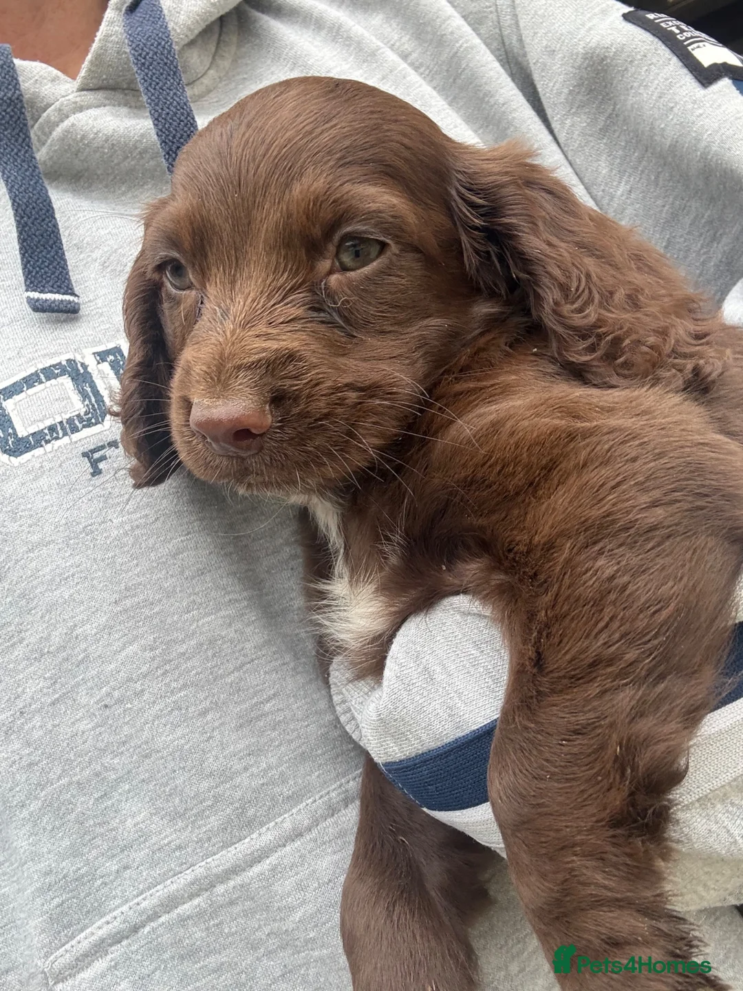 Cocker Spaniel dogs for sale: Beautiful puppy’s available soon - Advert 2