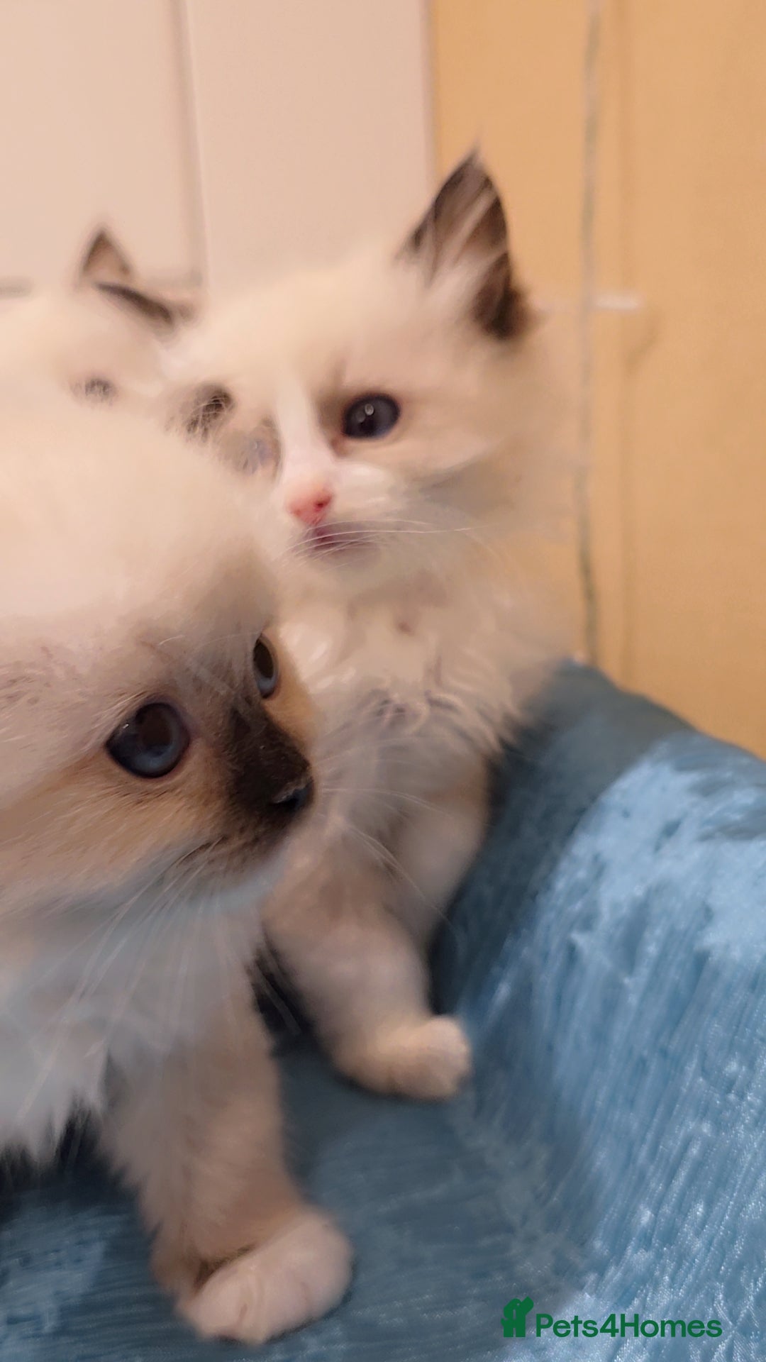 Ragdoll cats for sale: TICA REGISTERED KITTENS/Active - Advert 17