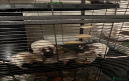 Rat rodents for sale: 4 rats for rehoming  - Image 3
