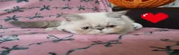 Exotic cats for sale: EXCEPTIONAL PERSIAN EXOTIC KITTENS  - Advert 23