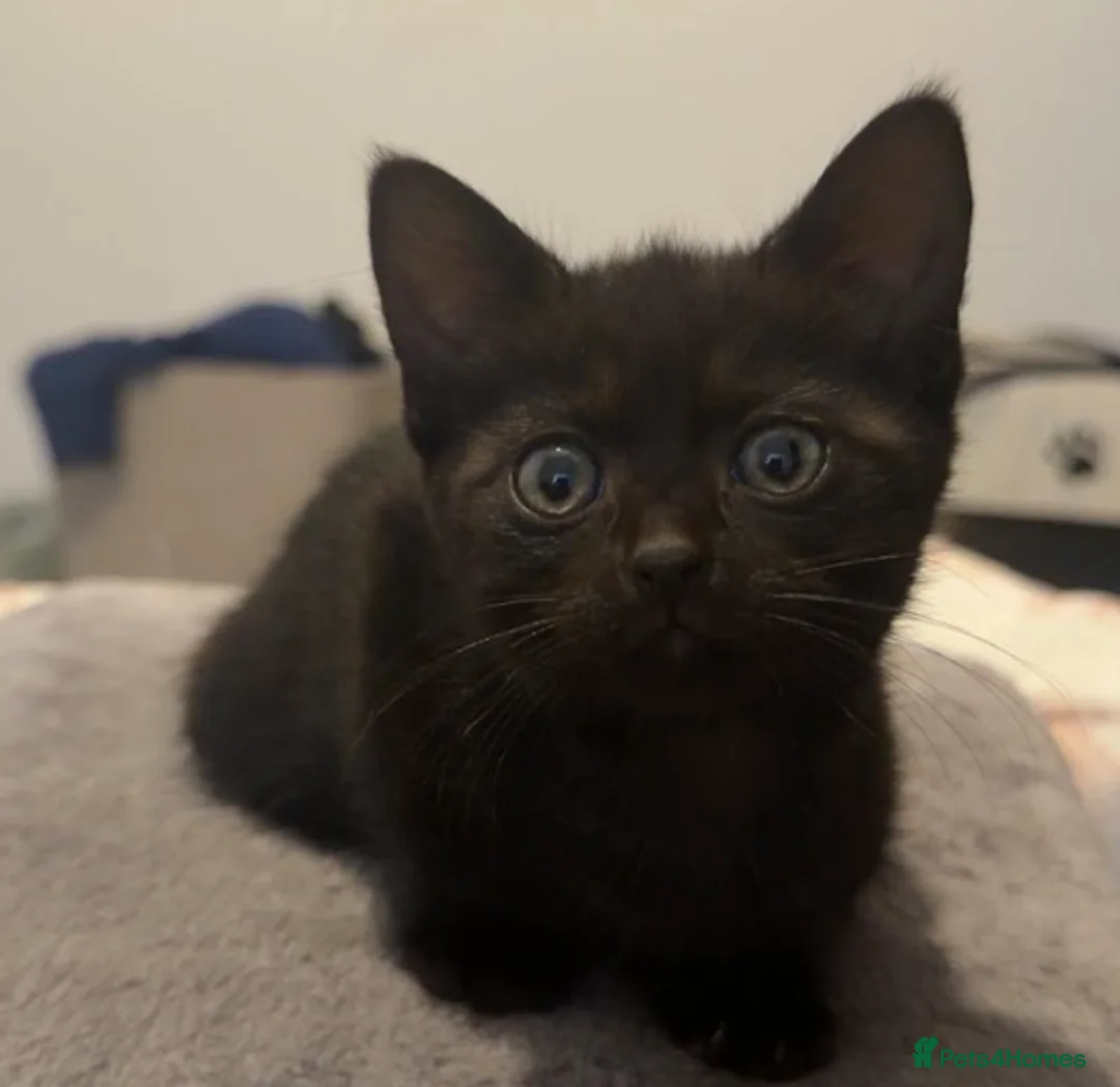 Domestic Shorthair cats for sale: 8 week old kittens - Advert 2