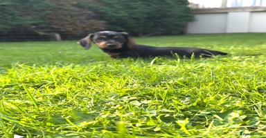Miniature Dachshund dogs - Advert 8