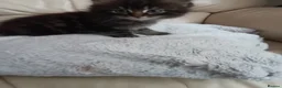 Mixed Breed cats for sale: Beautiful fluffy kittens - Advert 8