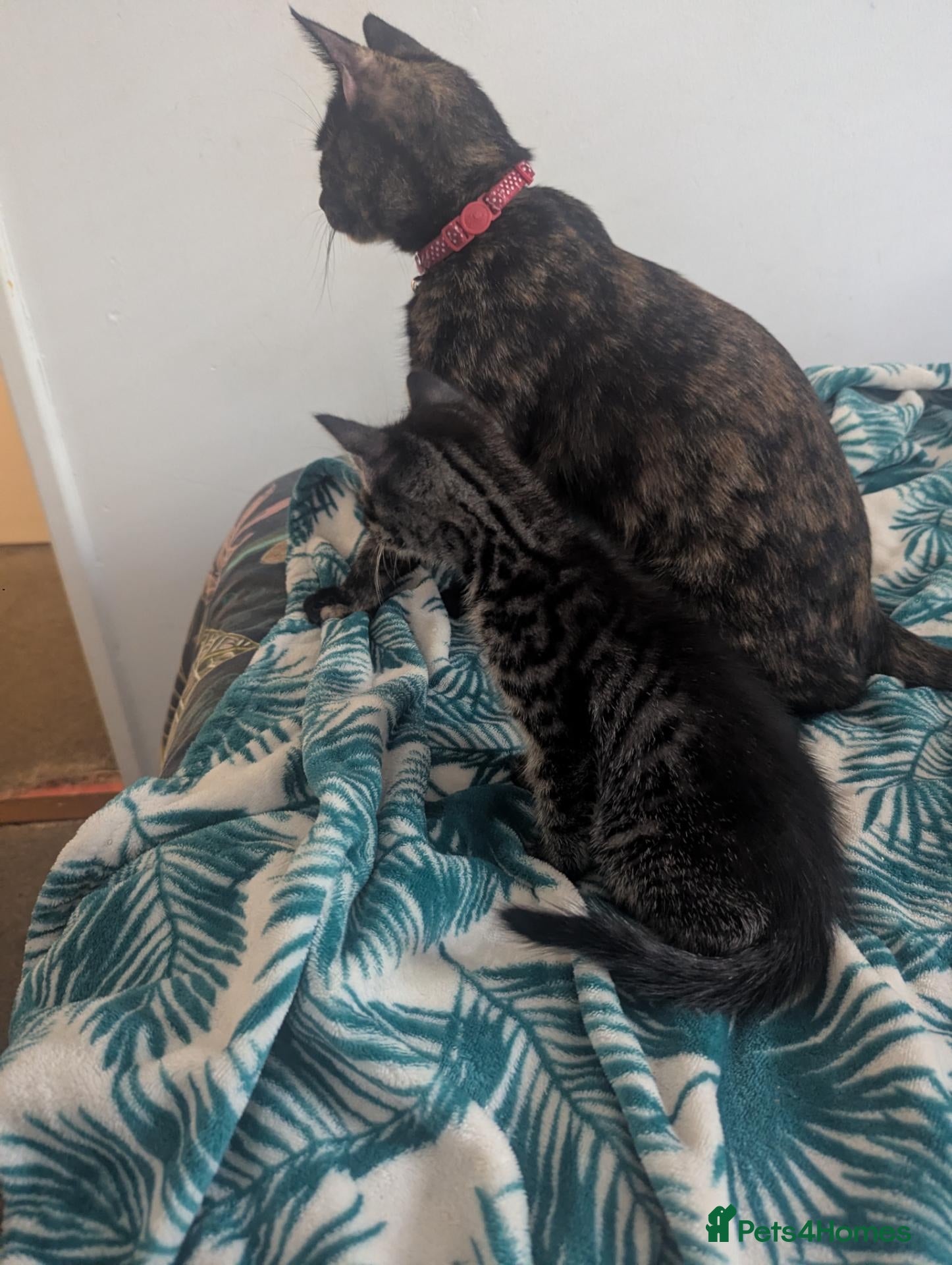 Domestic Shorthair cats Adorable kittens need a loving home - Advert 2