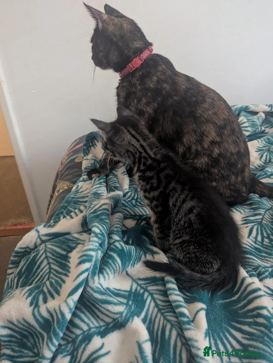 Domestic Shorthair cats for sale: Adorable kittens need a loving home in London - Advert 1