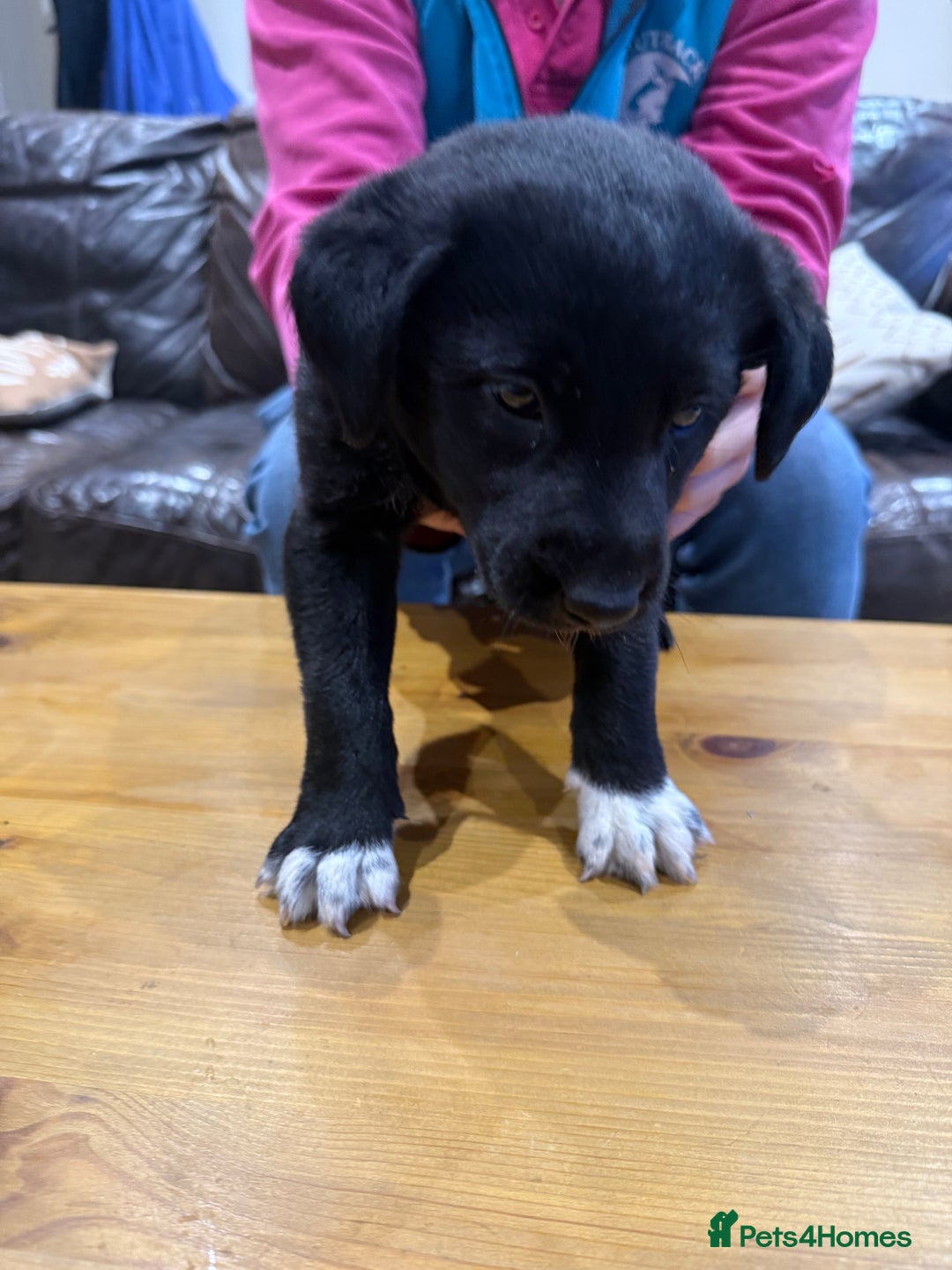 Borador dogs for sale: Collie cross Labrador  - Image 4