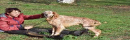 English Setter dogs for adoption: Thor  in Woolacombe - Advert 5