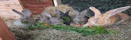 Continental Giant rabbits for sale: Pure Continental Giant Kits - Advert 4
