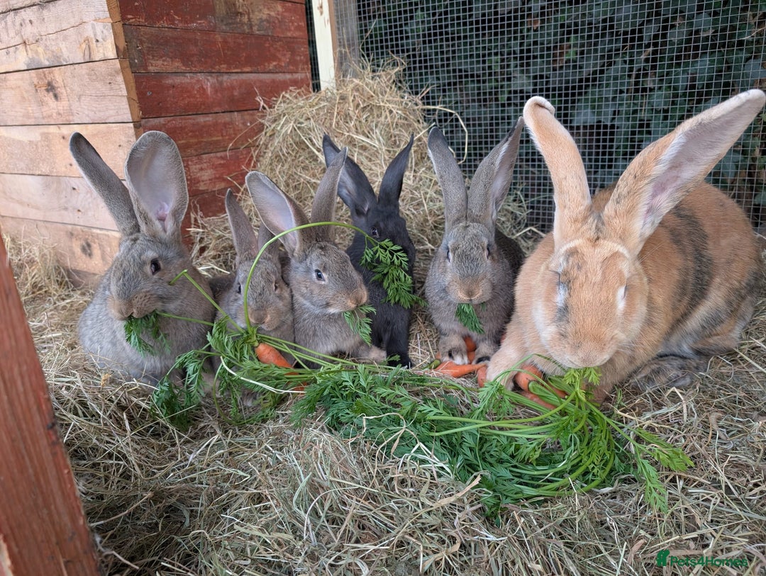 Continental Giant rabbits for sale: Pure Continental Giant Kits - Advert 4