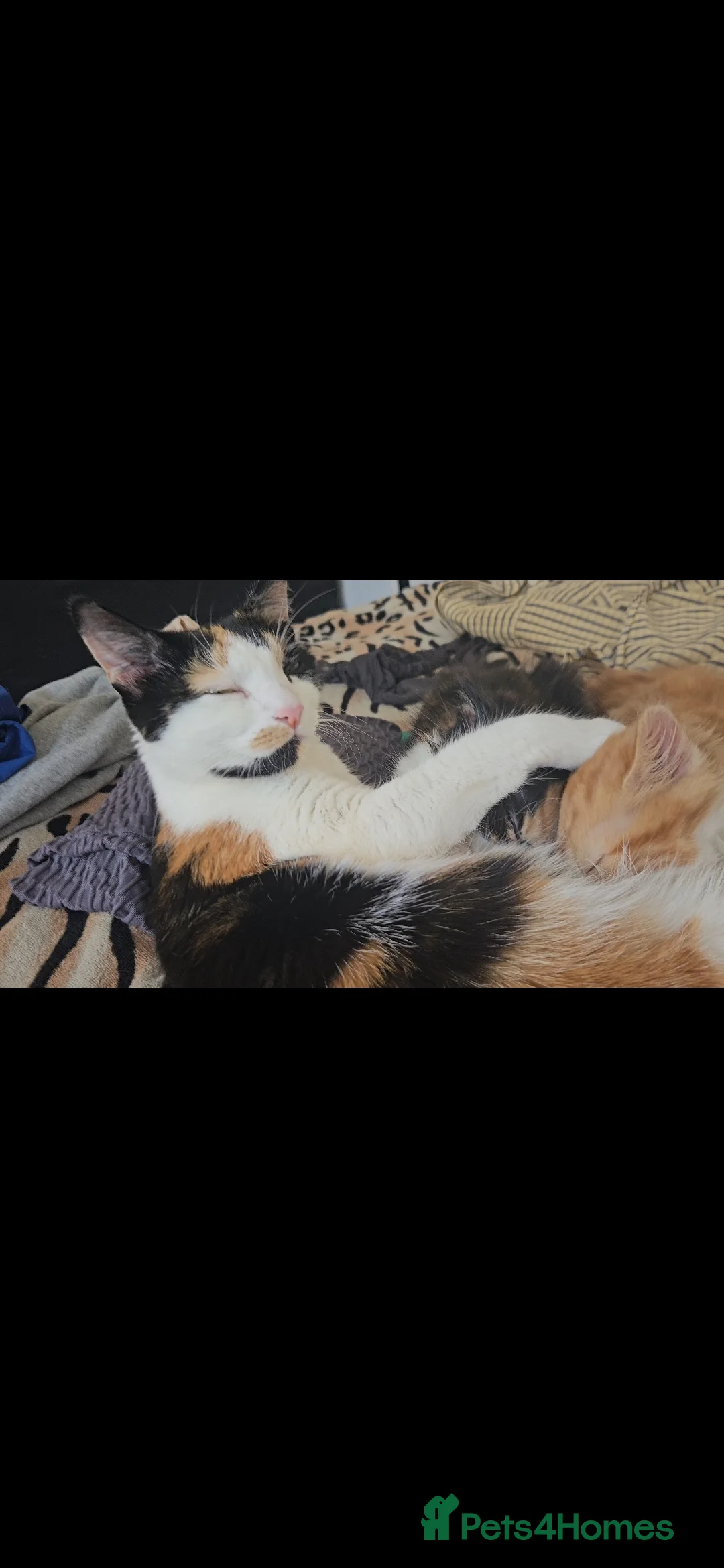 Domestic Shorthair cats for sale: 5 month old kitten - Advert 9