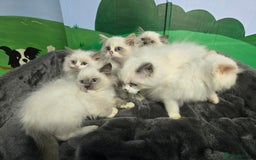 Ragdoll cats for sale: Beautiful Ragdoll babies  - Image 5