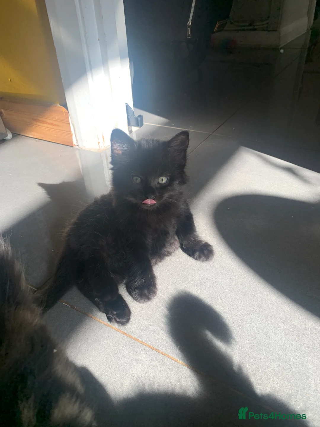 Mixed Breed cats for sale: 5 beautiful boy kittens  - Advert 2