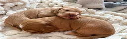 Cockapoo dogs for sale: 4 F1B cockapoo puppies  in Bacup - Advert 6
